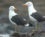 Kelp Gull - Bird Species | Frinvelis jishebi | ფრინველის ჯიშები