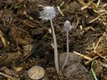 Coprinopsis radiata - fungi species list A Z