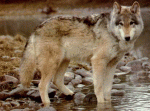 The Newfoundland Wolf - wolf species | mglis jishebi | მგლის ჯიშები