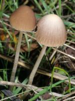 Psathyrella gracilis - Fungi Species | sokos jishebi | სოკოს ჯიშები