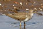 Common Sandpiper - Bird Species | Frinvelis jishebi | ფრინველის ჯიშები