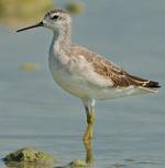 Wilson's Phalarope - Bird Species | Frinvelis jishebi | ფრინველის ჯიშები