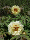 Age of Gold -                                                                                                                 Peonies Varieties | PIONI | პიონი