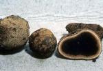 Elaphomyces granulatus - Fungi Species