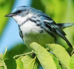Cerulean Warbler - Bird Species | Frinvelis jishebi | ფრინველის ჯიშები