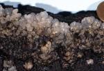 Exidia nucleata - Fungi Species