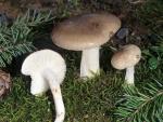 Hygrophorus agathosmus - Fungi Species