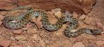 CHIHUAHUAN NIGHTSNAKE  Hypsiglena jani | Snake Species
