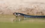 Drymarchon melanurus erebennus - Texas Indigo Snake | Snake Species