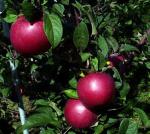 Hampshire Mac - Apple Varieties list a - z  
