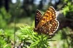 Heath Fritillary - Butterfly species | PEPLIS JISHEBI | პეპლის ჯიშები