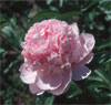 Angel Cheeks -                                                                                                                 Peonies Varieties | PIONI | პიონი