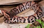 Agkistrodon piscivorus conanti - Florida Cottonmouth - Snake Species | Gveli | გველი