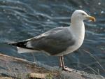 Herring Gull - Bird Species | Frinvelis jishebi | ფრინველის ჯიშები