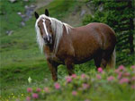 Noriker | Horse | Horse Breeds