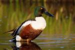 Northern Shoveler - Bird Species | Frinvelis jishebi | ფრინველის ჯიშები