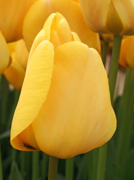 Golden Apeldoorn