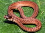 Storeria dekayi texana - Texas Brownsnake - Snake Species | Gveli | გველი