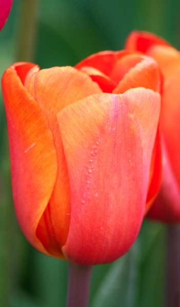 Annie Schilder -                                                         Tulip Species | TITA | ტიტა                                                        