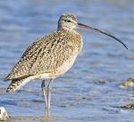 Eskimo Curlew - Bird Species | Frinvelis jishebi | ფრინველის ჯიშები