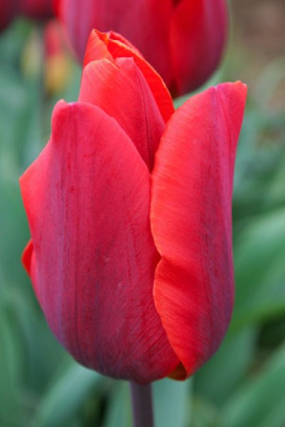 Couleur Cardinal