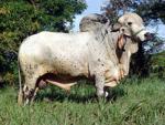 Gyr (Gur, Gir) | Cow | Cow Breeds