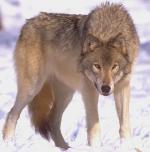 The Steppe Wolf - wolf species | mglis jishebi | მგლის ჯიშები
