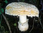Amanita gemmata - Fungi Species