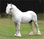 Fell | Horse | Horse Breeds