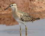Sharp-tailed Sandpiper - Bird Species | Frinvelis jishebi | ფრინველის ჯიშები