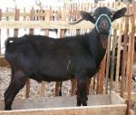 Murcia-Granada Goat | Goat | Goat Breeds