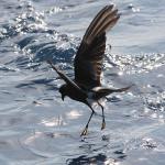 Ashy Storm-Petrel - Bird Species | Frinvelis jishebi | ფრინველის ჯიშები