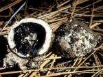 Pyrenogaster atrogleba - Fungi Species | sokos jishebi | სოკოს ჯიშები