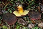 Boletus zelleri - Fungi Species