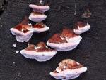 Fomitopsis cajanderi - Fungi Species