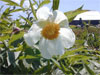 Early Windflower