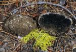 Sedecula pulvinata - fungi species list A Z