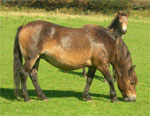 Exmoor  | Horse | Horse Breeds