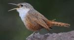 Canyon Wren - Bird Species | Frinvelis jishebi | ფრინველის ჯიშები