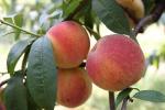 Madison | Peach Species 