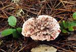 Hydnellum peckii  - Fungi Species