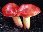 Hygrocybe punicea - Fungi Species