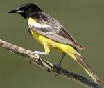 Scott's Oriole - Bird Species | Frinvelis jishebi | ფრინველის ჯიშები