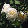 Duchesse de Nemours