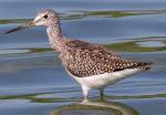 Solitary Sandpiper - Bird Species | Frinvelis jishebi | ფრინველის ჯიშები