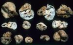 Hydnotrya variiformis - Fungi Species