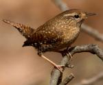 Winter Wren - Bird Species | Frinvelis jishebi | ფრინველის ჯიშები