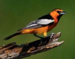 Bullock's Oriole - Bird Species | Frinvelis jishebi | ფრინველის ჯიშები