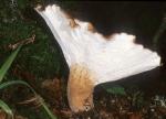 Jahnoporus hirtus - fungi species list A Z