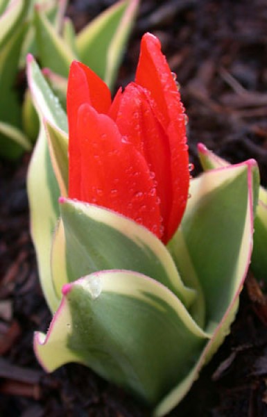 Praestans 'Unicum'